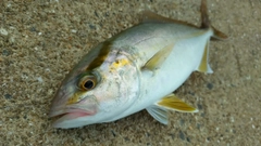 ネリゴの釣果