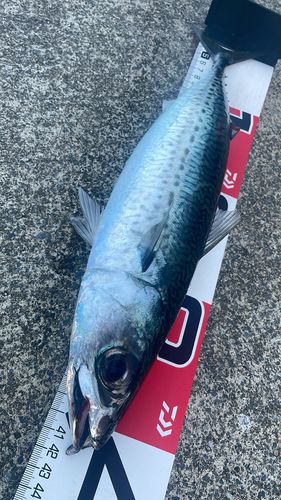 サバの釣果