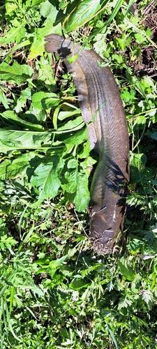 ナマズの釣果