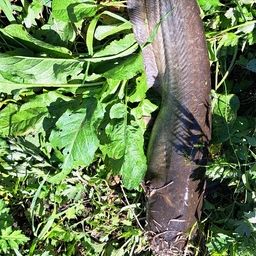 ナマズ