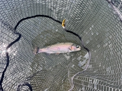 ニジマスの釣果