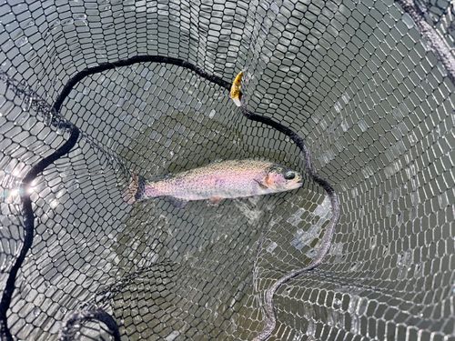 ニジマスの釣果