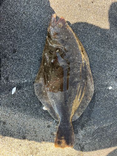 ヒラメの釣果