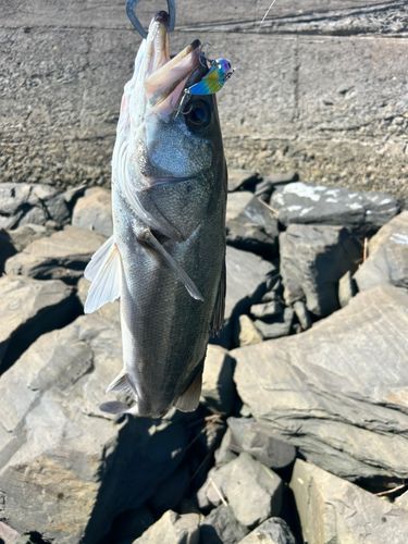 鳴瀬川河口