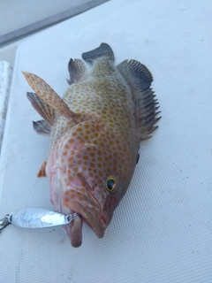 オオモンハタの釣果