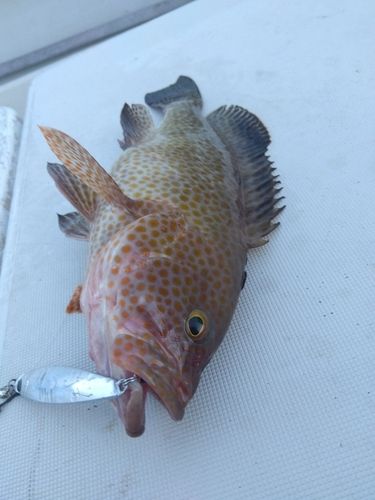 オオモンハタの釣果