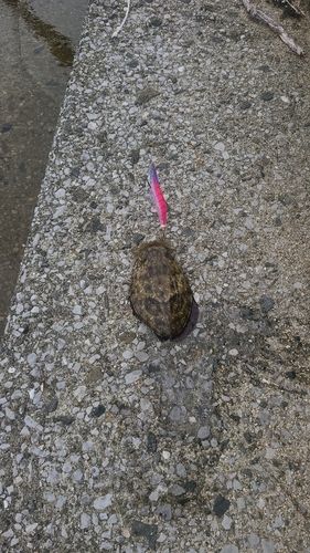 モンゴウイカの釣果