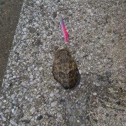 モンゴウイカ