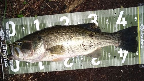 ブラックバスの釣果