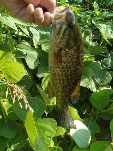スモールマウスバスの釣果