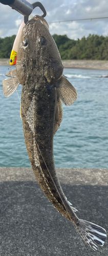 マゴチの釣果