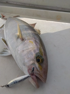 ネリゴの釣果