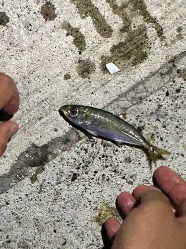 金沢水際線緑地（福浦岸壁）