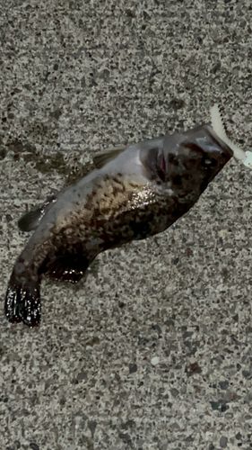 クロソイの釣果