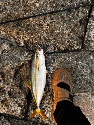 イナダの釣果