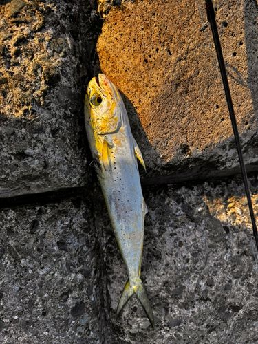 シイラの釣果