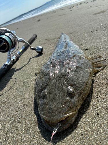 マゴチの釣果