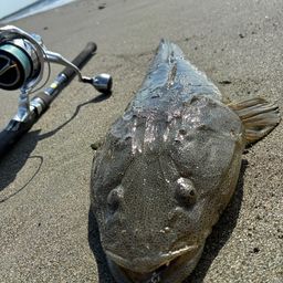 マゴチ
