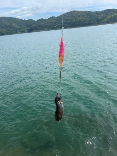 笠戸湾