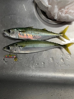 サバの釣果