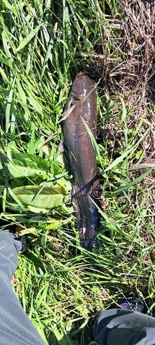 ナマズの釣果