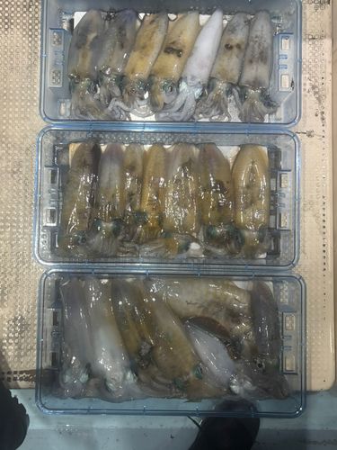 若狭湾
