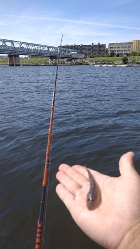 マハゼの釣果