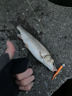 ウグイの釣果