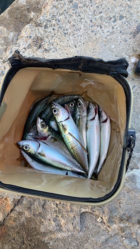 サバの釣果