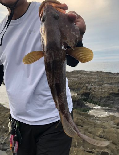 キジハタの釣果