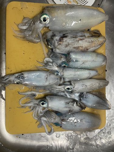 アオリイカの釣果