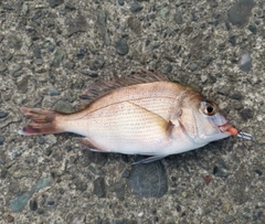 マダイの釣果