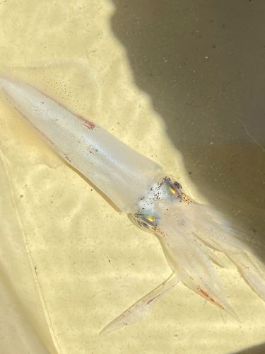 ヤリイカの釣果