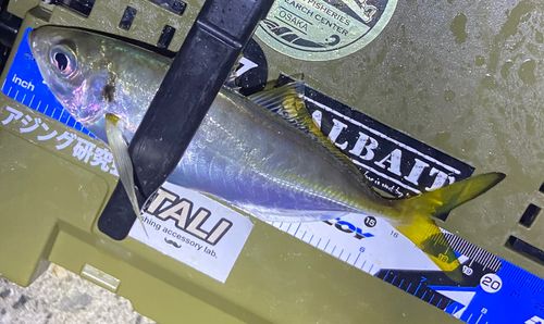 マアジの釣果
