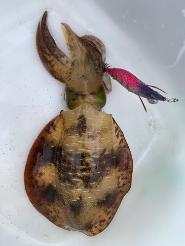 敦賀湾