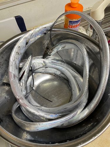 タチウオの釣果