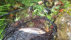 ヤマメの釣果