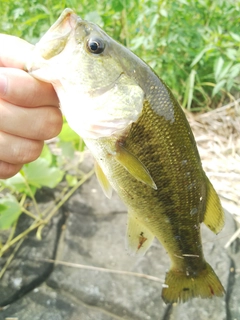 ラージマウスバスの釣果