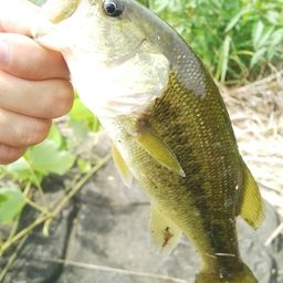 ラージマウスバス