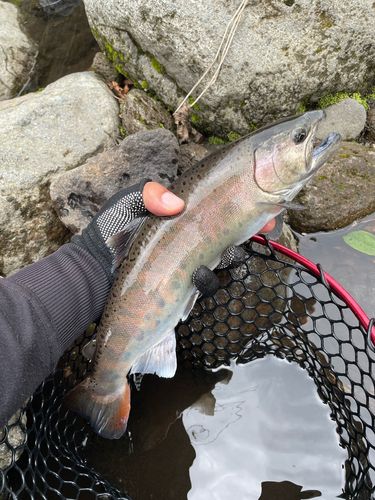 アマゴの釣果