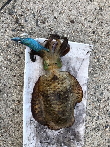 アオリイカの釣果