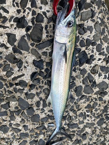 サゴシの釣果