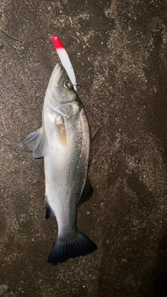 ヒラスズキの釣果