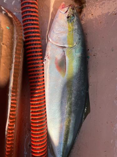 ハマチの釣果