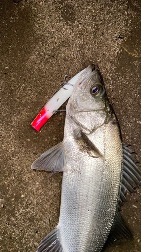 ヒラスズキの釣果