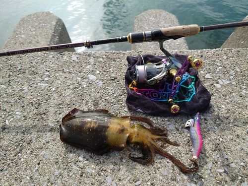 アオリイカの釣果