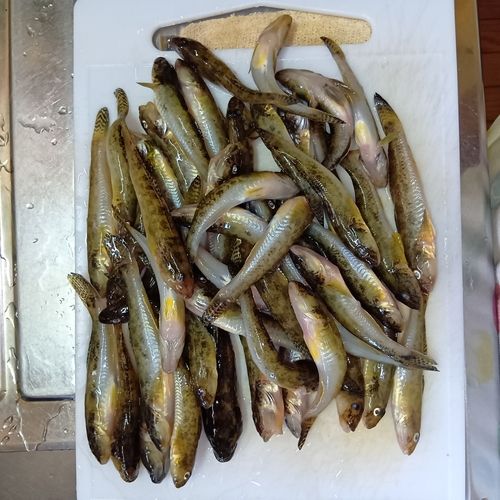三河湾