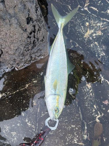 ヤズの釣果