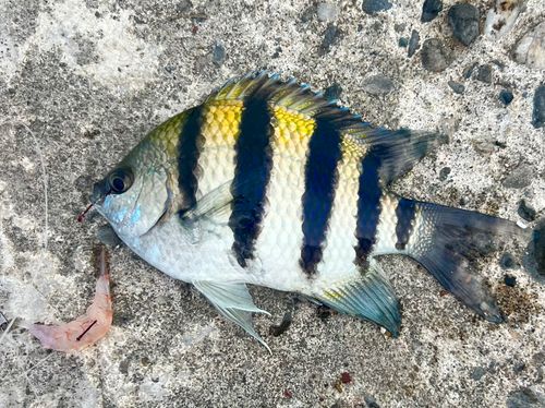 釣果