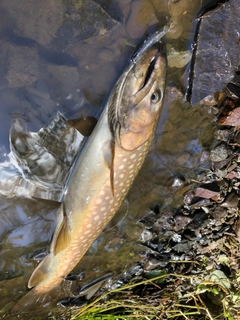 アメマスの釣果